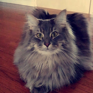 Meet your Posher, Britney